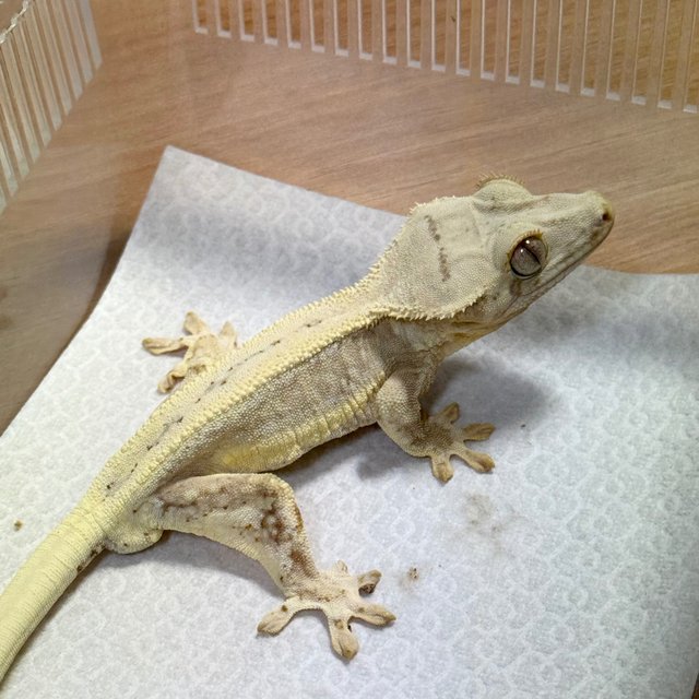 Lilly 100% Het Axanthic