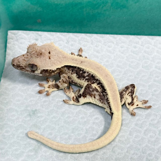 Lilly 100% Het Axanthic