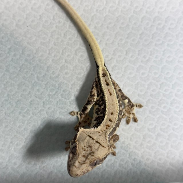 릴리100%헷아잔틱