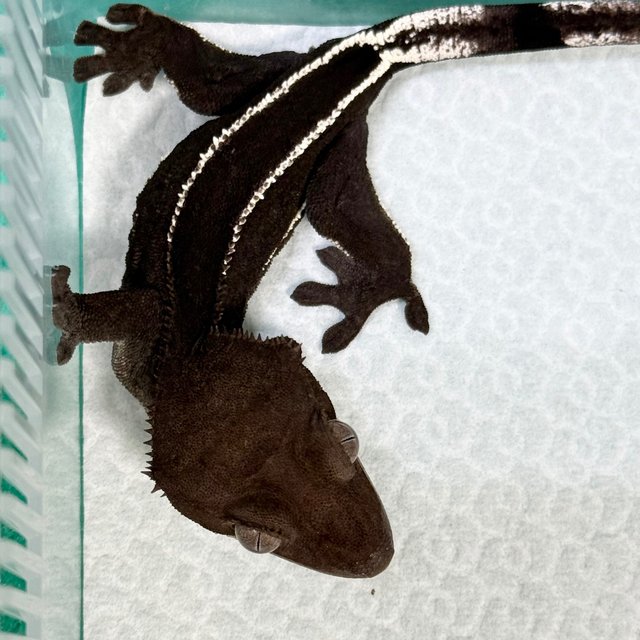 Axanthic