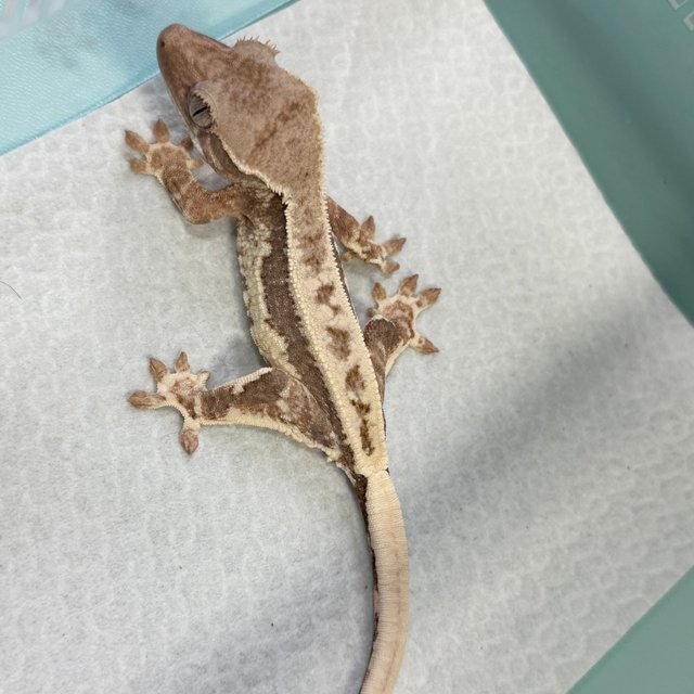 100% Het Axanthic Frappuccino