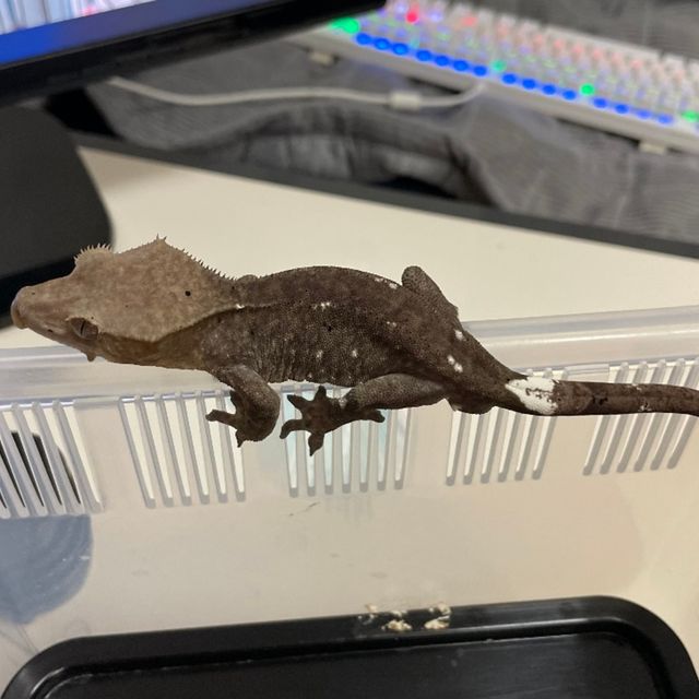아잔틱 패턴리스