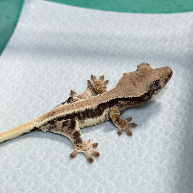 Lilly 100% Het Axanthic