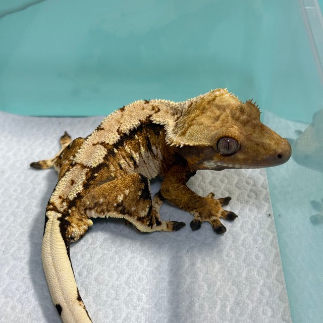 노멀 트라이 익스트림할리퀸 텐저린