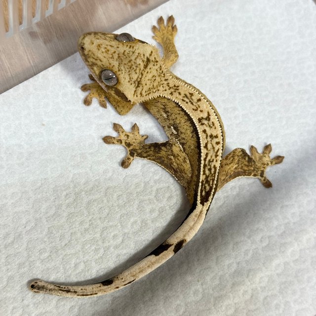 Full Pinstripe 100% Het Axanthic