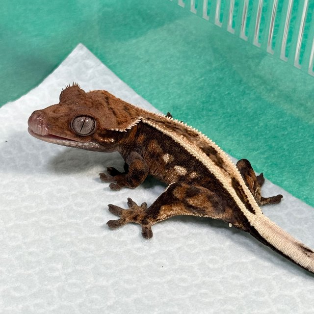 Full Pinstripe 100% Het Axanthic Sable
