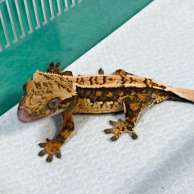 100% Het Axanthic