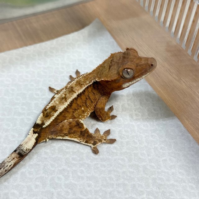 Cappuccino 100% Het Axanthic
