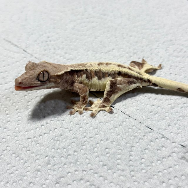 프라푸치노 100%헷아잔틱