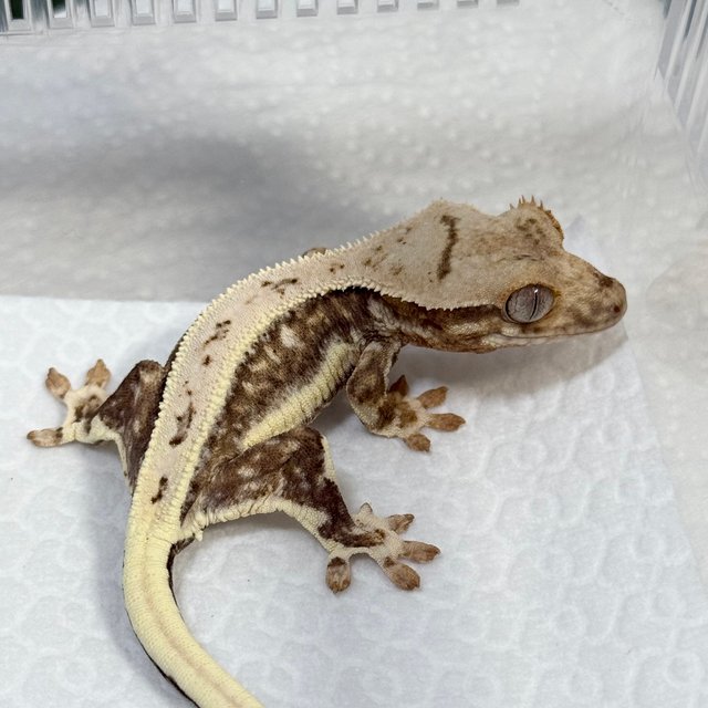 Lilly 100% Het Axanthic