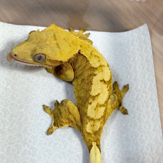 100% Het Axanthic