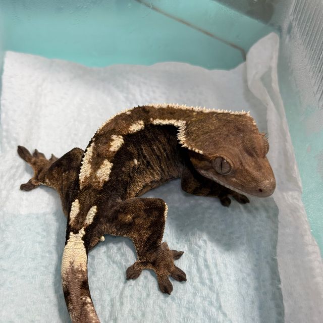 세이블 100%헷아잔틱