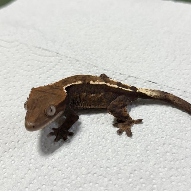 세이블 100%헷아잔틱