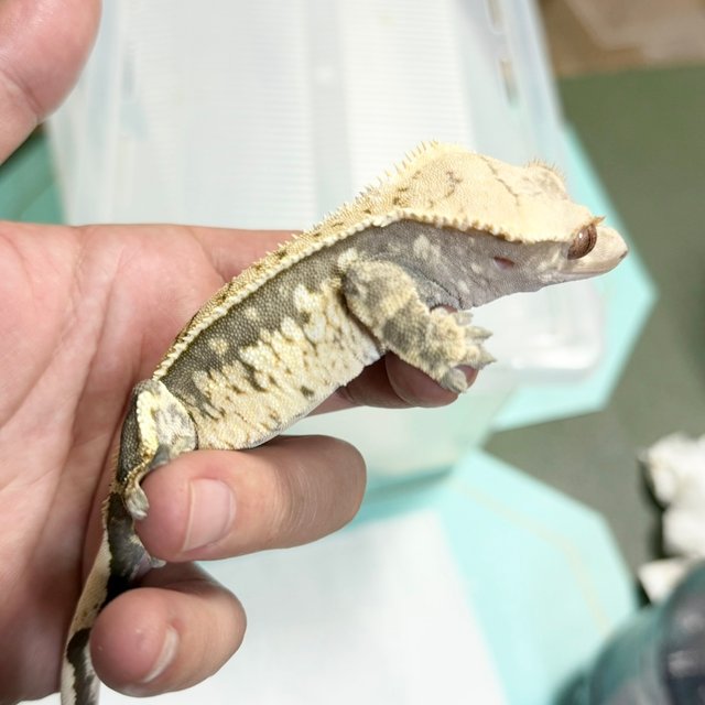Normal Tri Extreme Harlequin