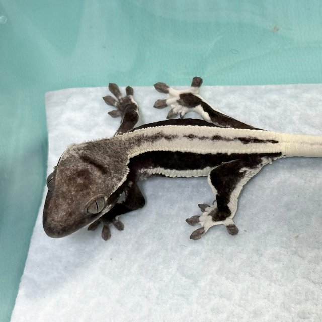 Lilly Axanthic