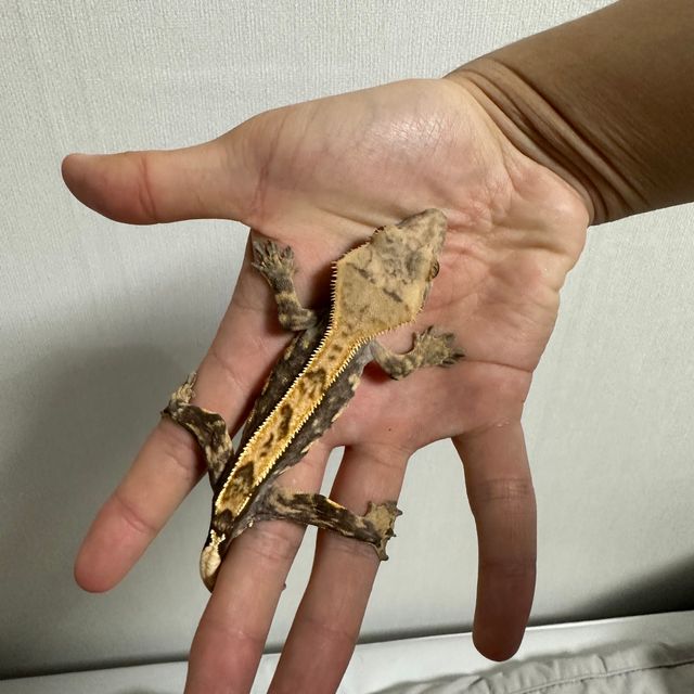 익스트림할리퀸 핀스트라이프 할리퀸 다크 할로윈
