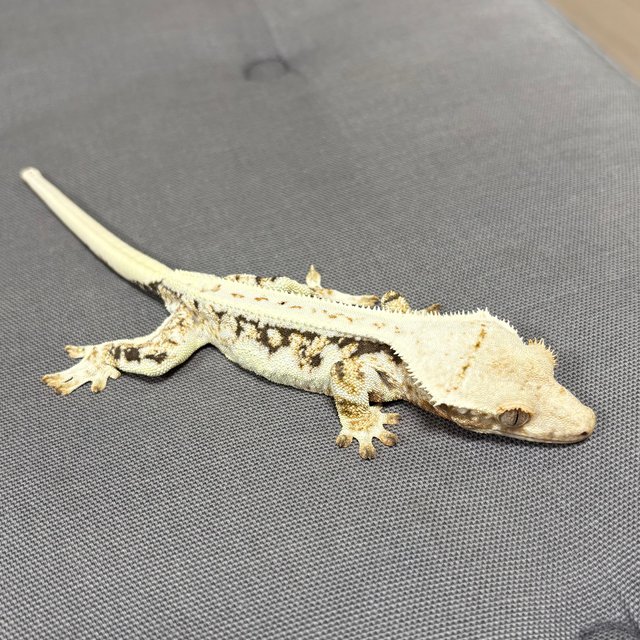 릴리화이트 풀핀 트라이