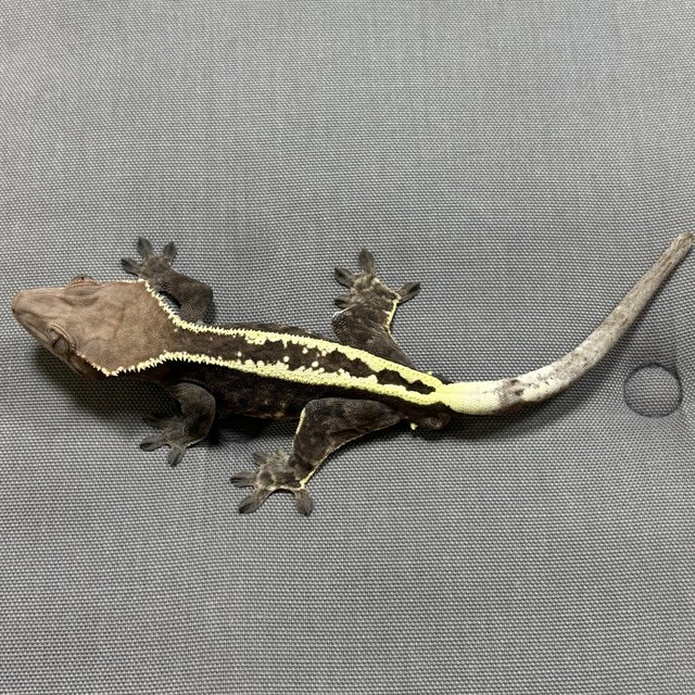 카푸치노 풀핀 다크