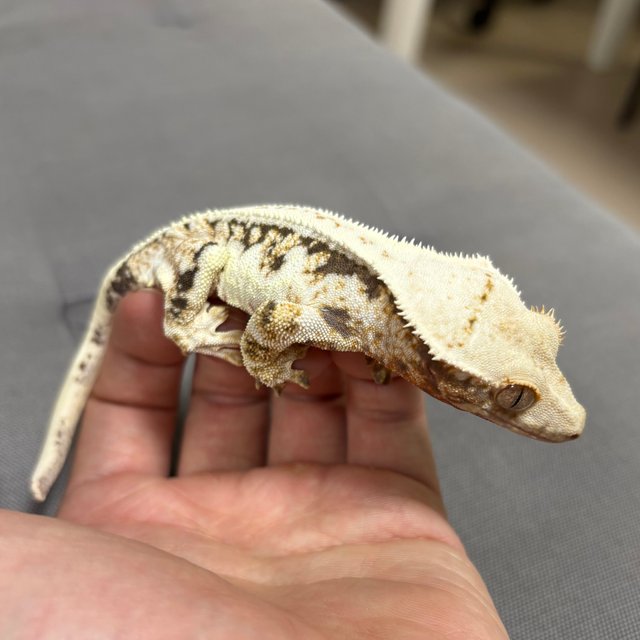 릴리화이트 풀핀 트라이