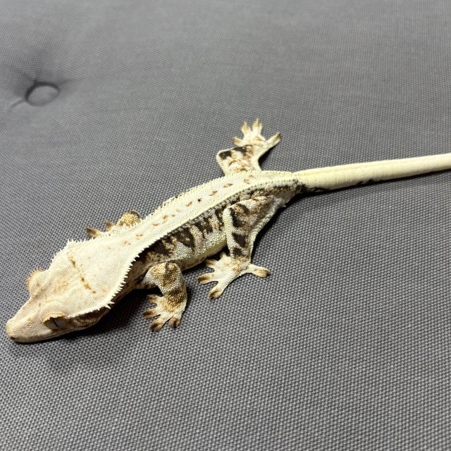 릴리화이트 풀핀 트라이