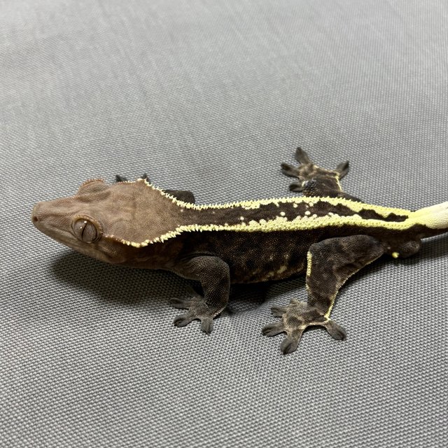 카푸치노 풀핀 다크