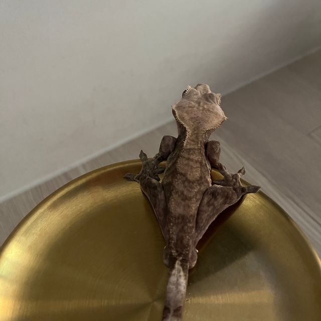 다크 챠콜 블랙