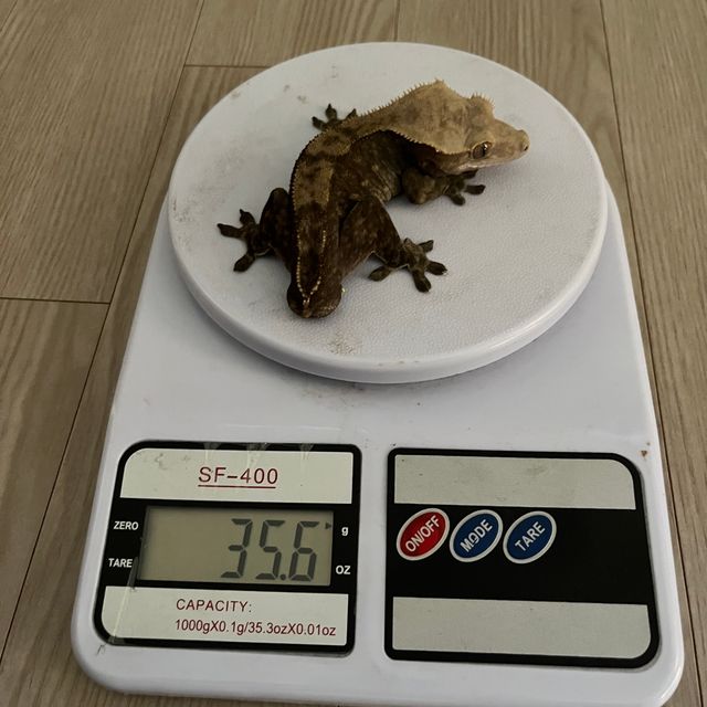 다크 챠콜