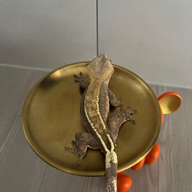 카푸치노 다크
