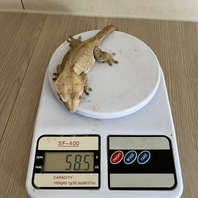 다크 패턴리스