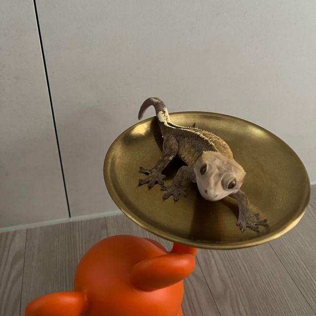 카푸치노 다크
