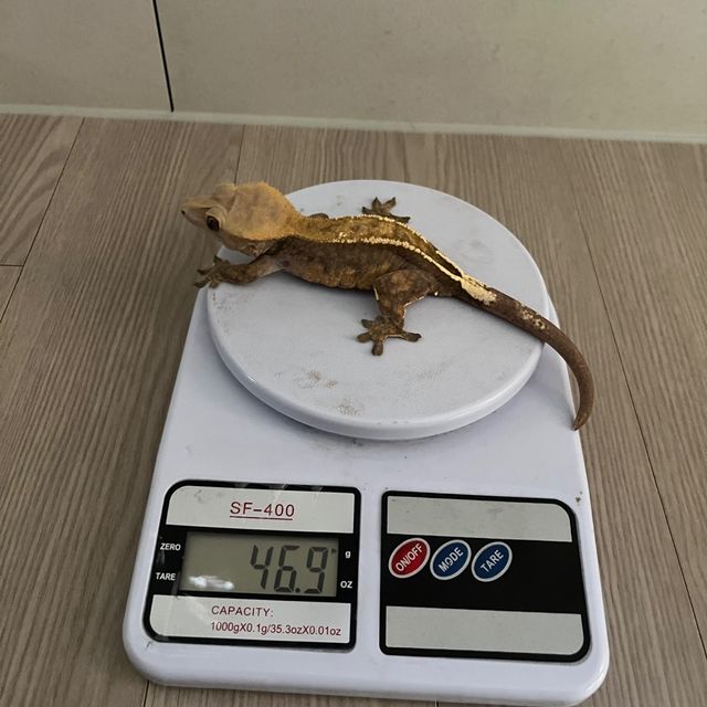 카푸치노 다크