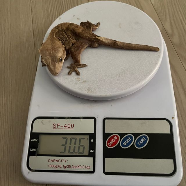 다크 챠콜 블랙