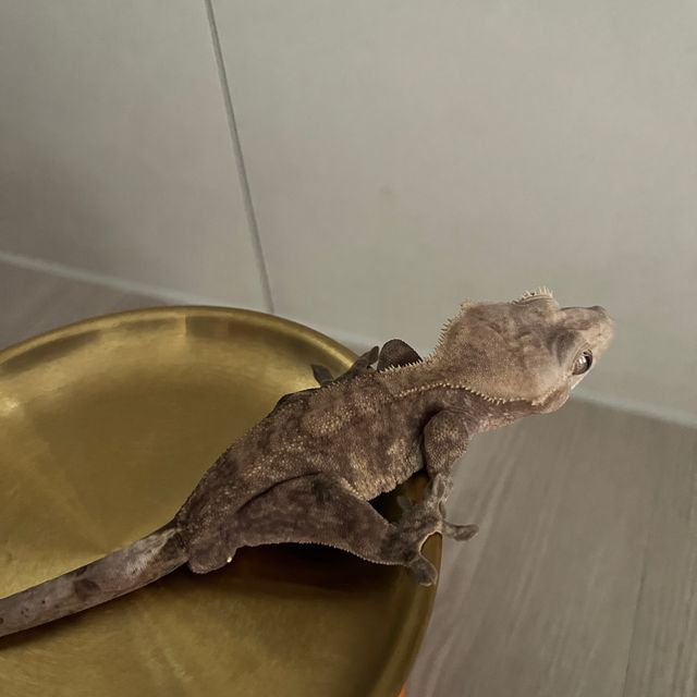 다크 챠콜 블랙
