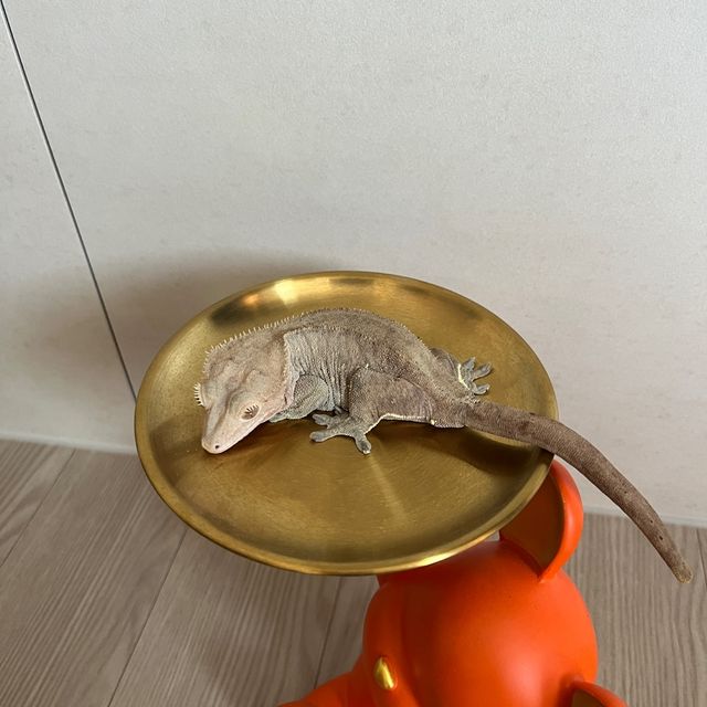 다크 패턴리스
