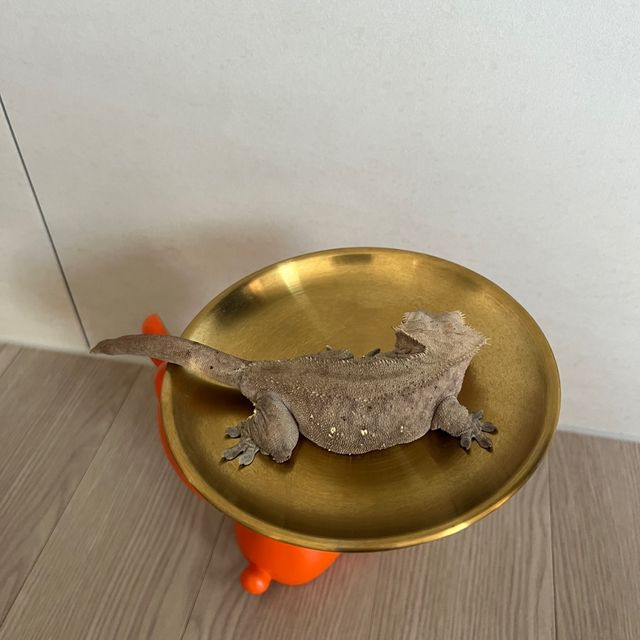 다크 패턴리스