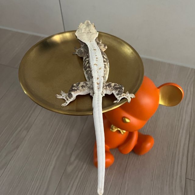 릴리화이트