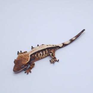 세이블 트라이