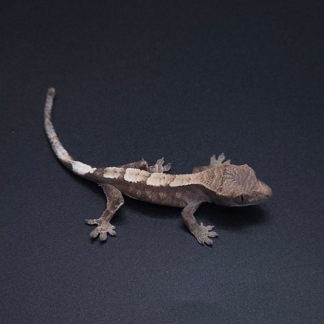 세이블