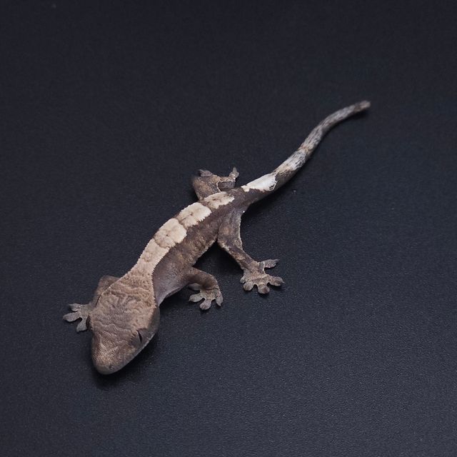 세이블