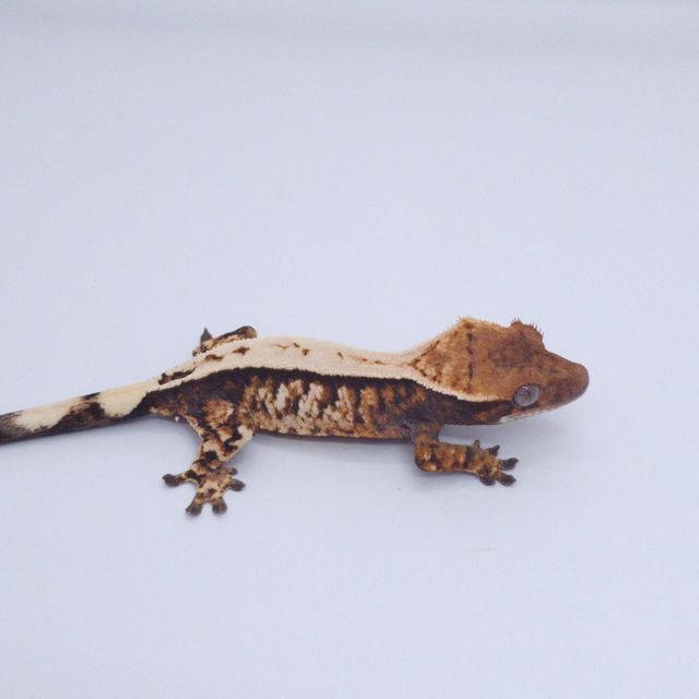 세이블 트라이