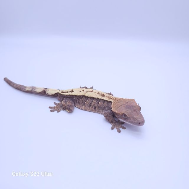 세이블