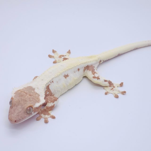 프라푸치노