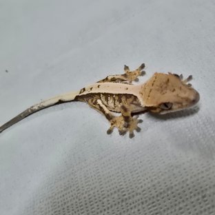 세이블 판다 화이트스팟 트라이