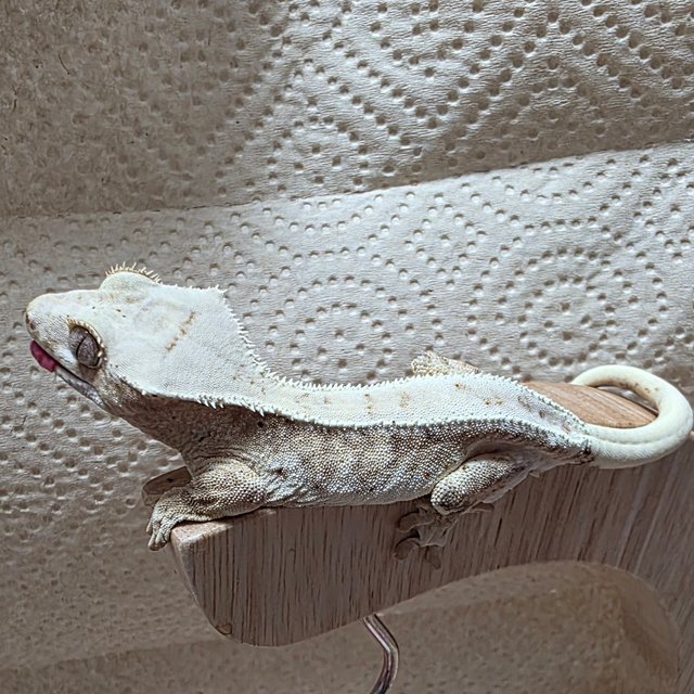 릴리화이트 100%헷아잔틱