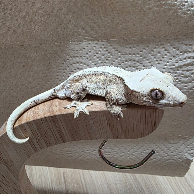 릴리화이트 100%헷아잔틱