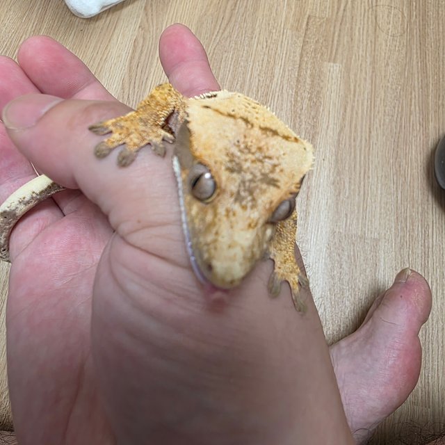 익스트림할리퀸 트라이