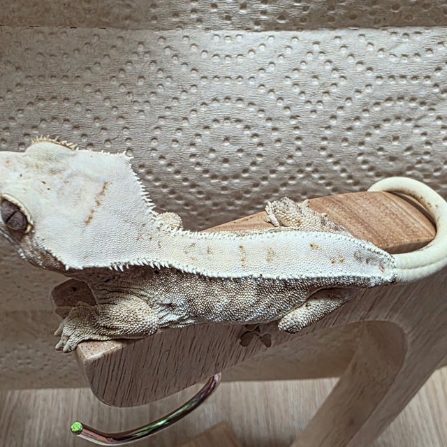 릴리화이트 100%헷아잔틱