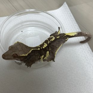 카푸치노