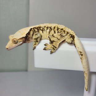 노멀 드리피 화이트스팟