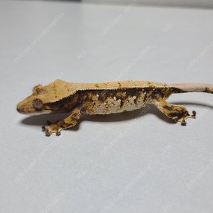 노멀 트라이 익스트림할리퀸 화이트포트홀